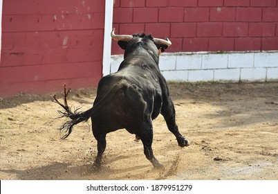 Spanish Bull With Big Horns On The Bullring