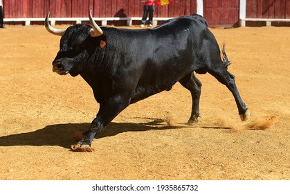 Spanish bull with big horns on the bullring in a traditional spectacle of bullfight
