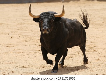 Spanish Bull In The Bullring