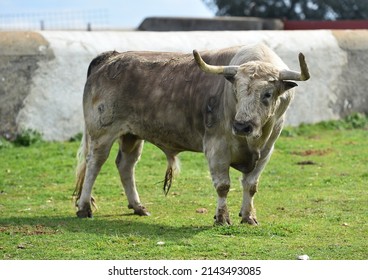 Spanish bull in the cattle raising