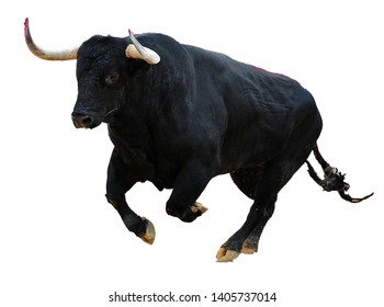 The Spanish Bull Running In The Bullring