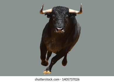 the spanish bull running in the bullring