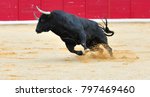 spanish bull in spain