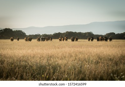 Spanish bulls in freedom - image