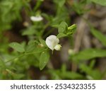 Spanish clover (Acmispon americanus) blooms in the grassland of Yosemite, California, USA.