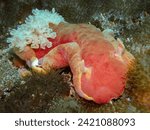 Spanish Dancer Nudibranch, Central Visayas, Philippines.