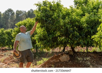 Spanish Farmer Monitors The State Of The Orange Trees, On A Hot Summer Afternoon