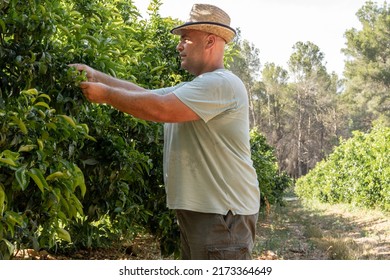 Spanish Farmer Monitors The State Of The Orange Trees, On A Hot Summer Afternoon