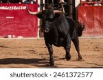 Spanish fighting bull with big horns