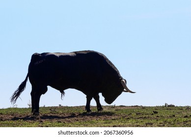 Spanish fighting bull in the field ready for bullfighting