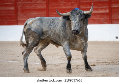 Spanish Fighting Bull Fighter Running Fast