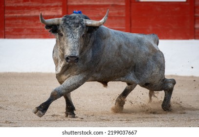 Spanish Fighting Bull Fighter Running Fast