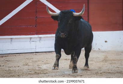 Spanish Fighting Bull Fighter Running Fast