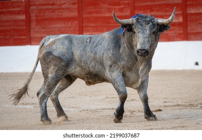 Spanish Fighting Bull Fighter Running Fast