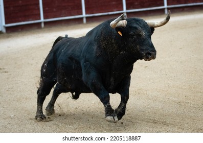 Spanish Fighting Bull Fighter Running Fast