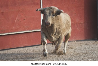 Spanish Fighting Bull Fighter Running Fast