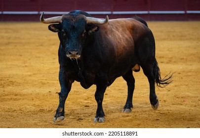 Spanish Fighting Bull Fighter Running Fast