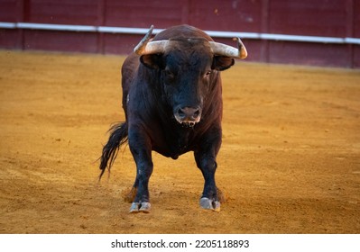 Spanish Fighting Bull Fighter Running Fast