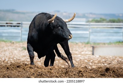 Spanish Fighting Bull Fighter Running Fast