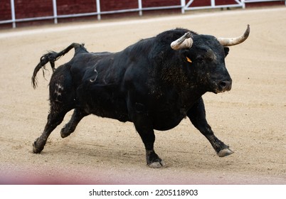 Spanish Fighting Bull Fighter Running Fast