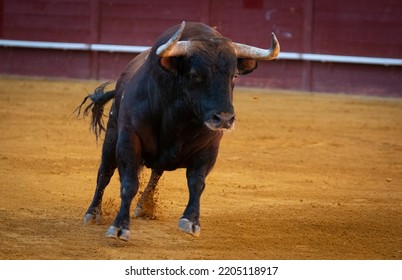 Spanish Fighting Bull Fighter Running Fast