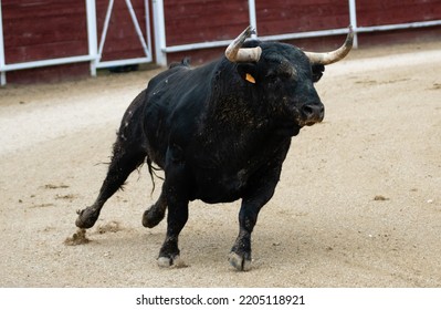 Spanish Fighting Bull Fighter Running Fast