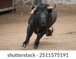 Spanish fighting bull running in bullring