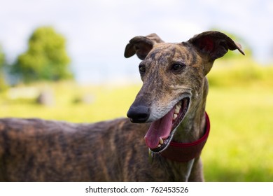 Spanish Galgo, portrait of greyhound outdoor, racing dog