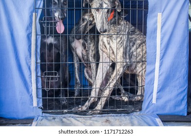 Spanish Greyhound At Car Dog Crate Looking Out. Closeup