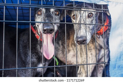 Spanish Greyhound At Car Dog Crate Looking Out. Closeup