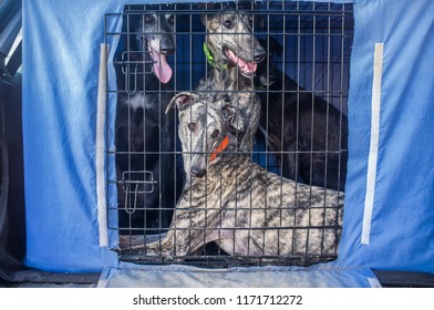 Spanish Greyhound At Car Dog Crate Looking Out. Closeup