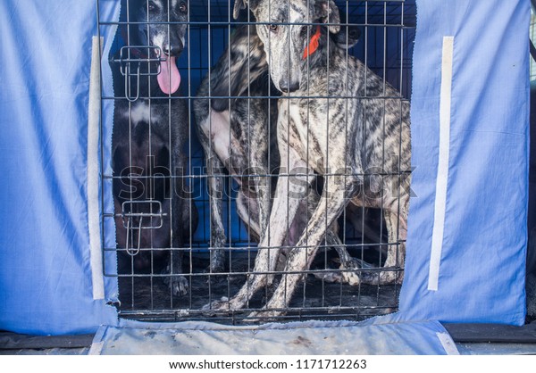 Spanish\
greyhound at car dog crate looking out.\
Closeup