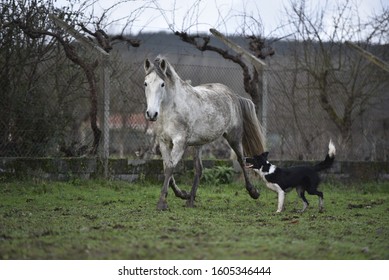 Spanish Horse And Border Collie Dog Running In A Muddy Field