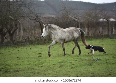 Spanish Horse And A Border Collie Dog Running In A Muddy Field