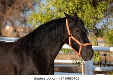 Spanish horse glossy black. Pretty