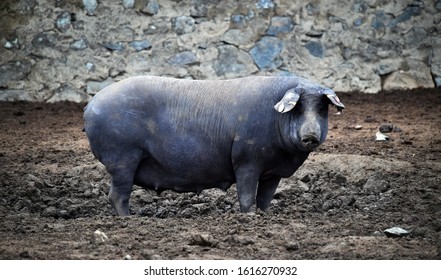 a Spanish Iberian pig in the field