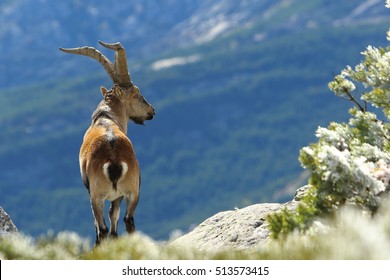 Spanish Ibex Cabra Montes