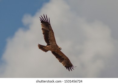 Spanish Imperial Eagle Images Stock Photos Vectors