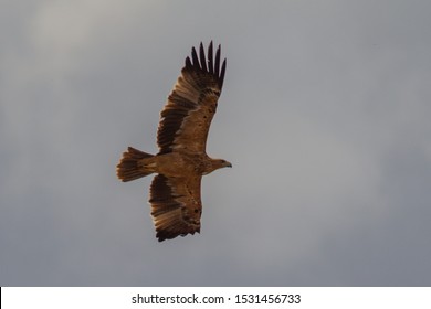 Spanish Imperial Eagle Images Stock Photos Vectors