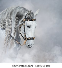 Spanish light gray horse with long mane in bridle in light smoke.