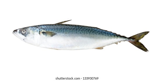 Spanish mackerel isolated on a white background