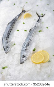 Spanish Mackerel On Ice