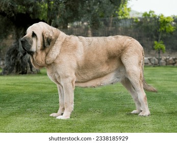 Spanish Mastiff pure bred dog adult yellow color standing on the grass