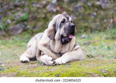 Spanish mastiff purebred dog with cub coat color standing on the grass