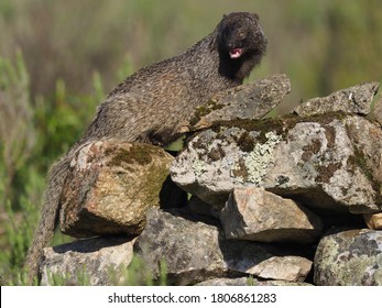 Spanish Mongoose Herpestes Ichneumon Widdringtonii