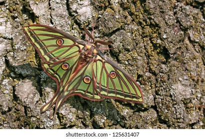 Graellsia Isabellae High Res Stock Images Shutterstock