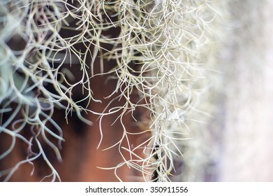 Spanish Moss