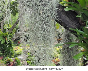 Spanish Moss