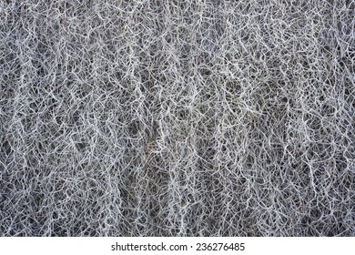 Spanish Moss Background.