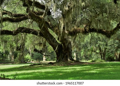 Spanish moss covered live oak on a Louisiana plantation.